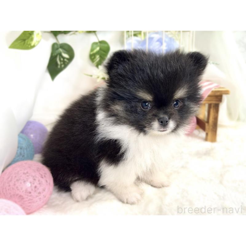 成約済の滋賀県のポメラニアン-413313の3枚目