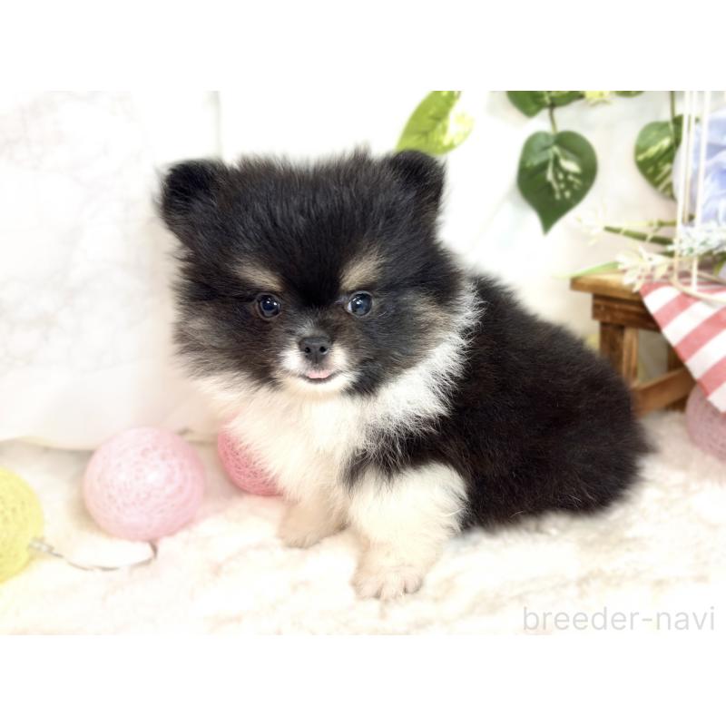 成約済の滋賀県のポメラニアン-413313の2枚目