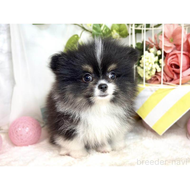 成約済の滋賀県のポメラニアン-413316の4枚目