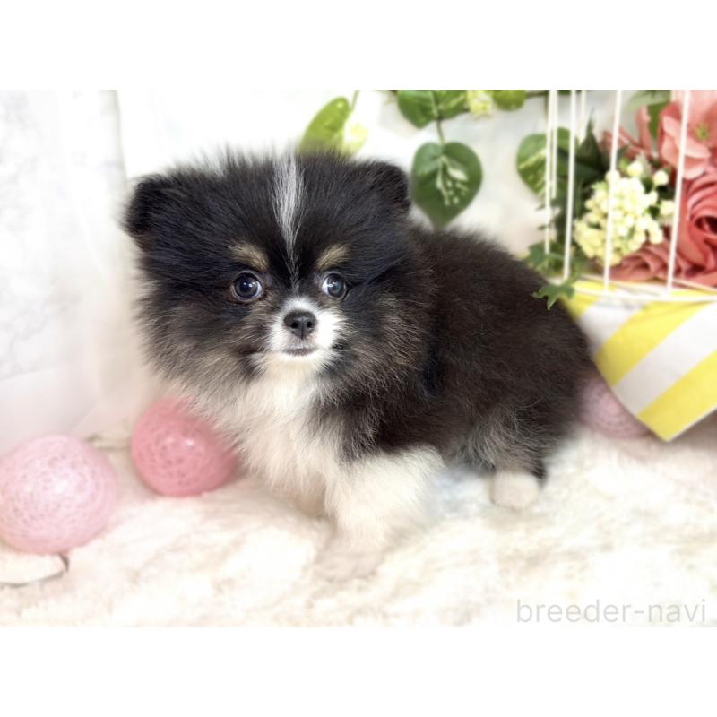 成約済の滋賀県のポメラニアン-413316の2枚目