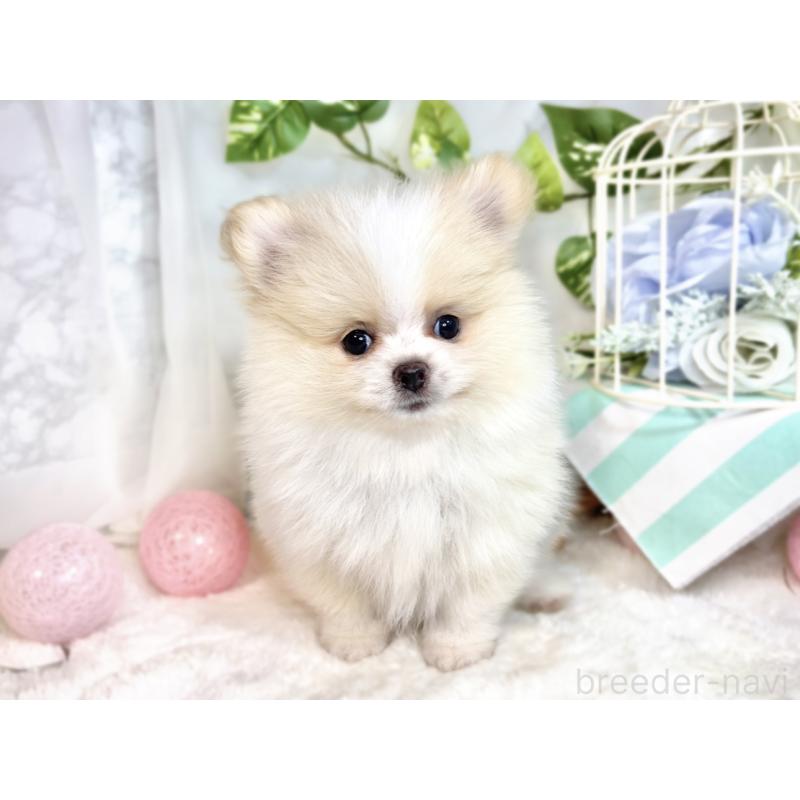 成約済の滋賀県のポメラニアン-413317の4枚目