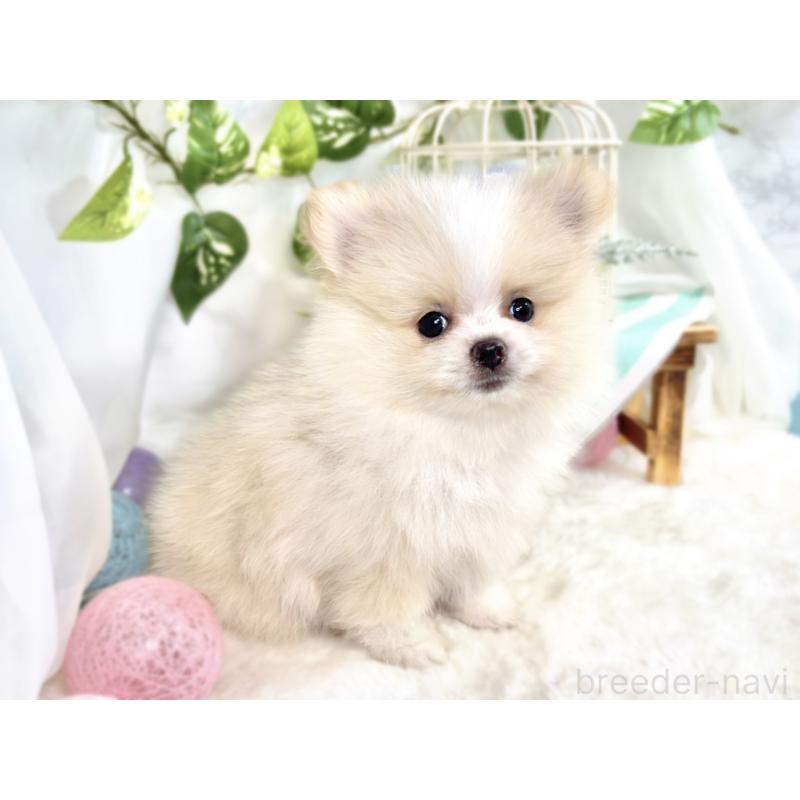 成約済の滋賀県のポメラニアン-413317の3枚目