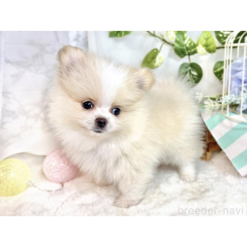 成約済の滋賀県のポメラニアン-413317の2枚目