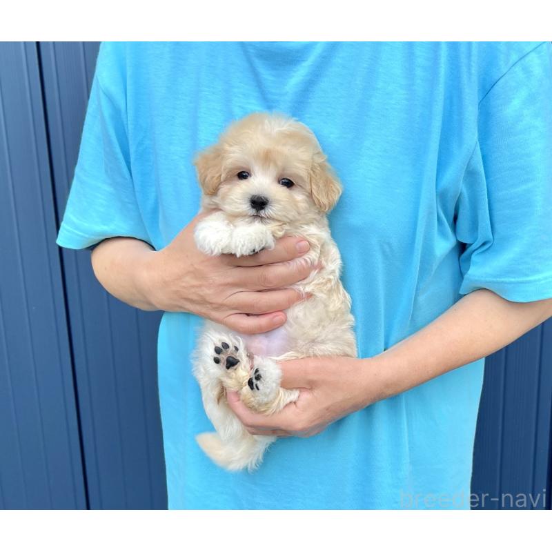 販売中の千葉県のマルプー:マルチーズ×トイプードル-410424の41枚目