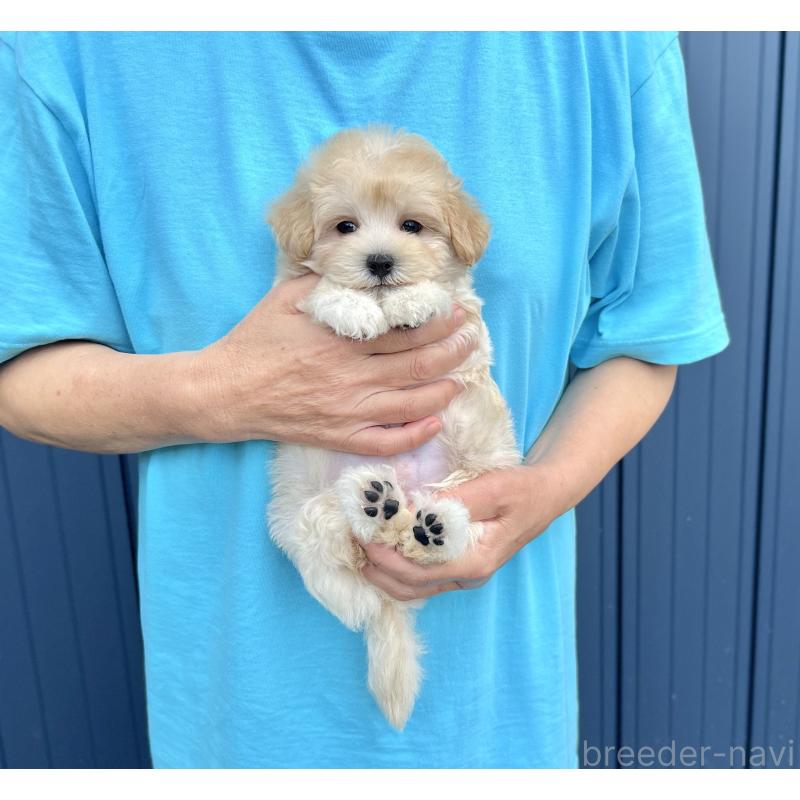 販売中の千葉県のマルプー:マルチーズ×トイプードル-410424の38枚目