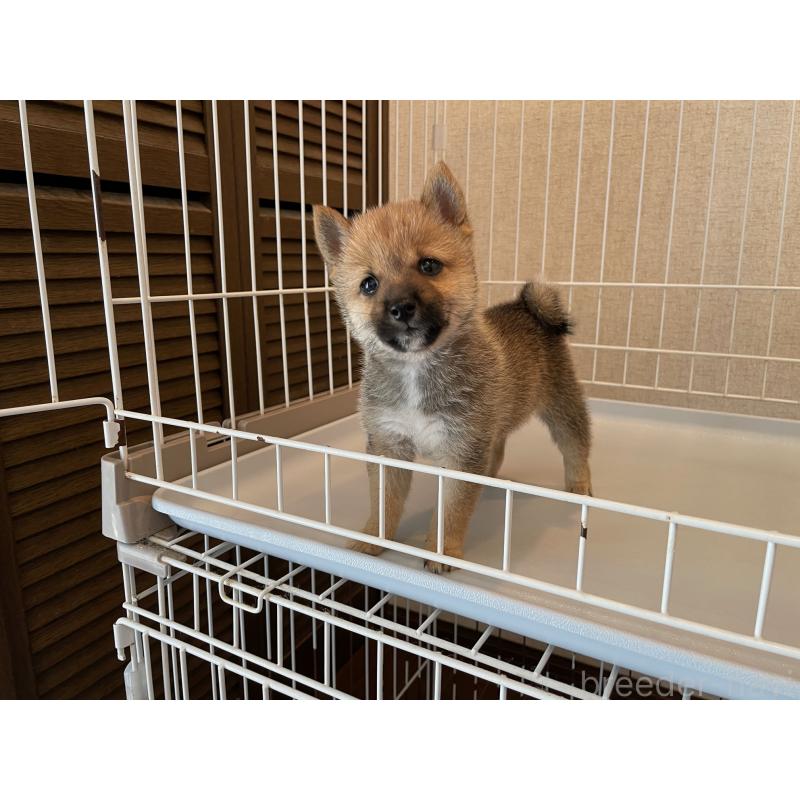 成約済の兵庫県の豆柴-413066の5枚目