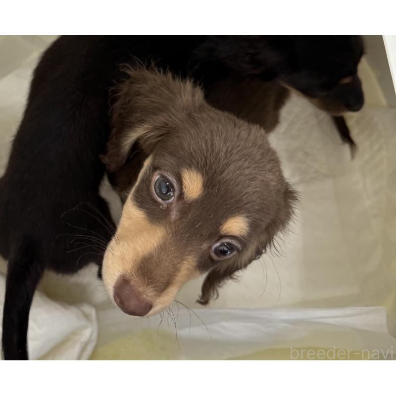 成約済の福岡県のミニチュアダックスフンド(ロングヘアード)-402274の3枚目