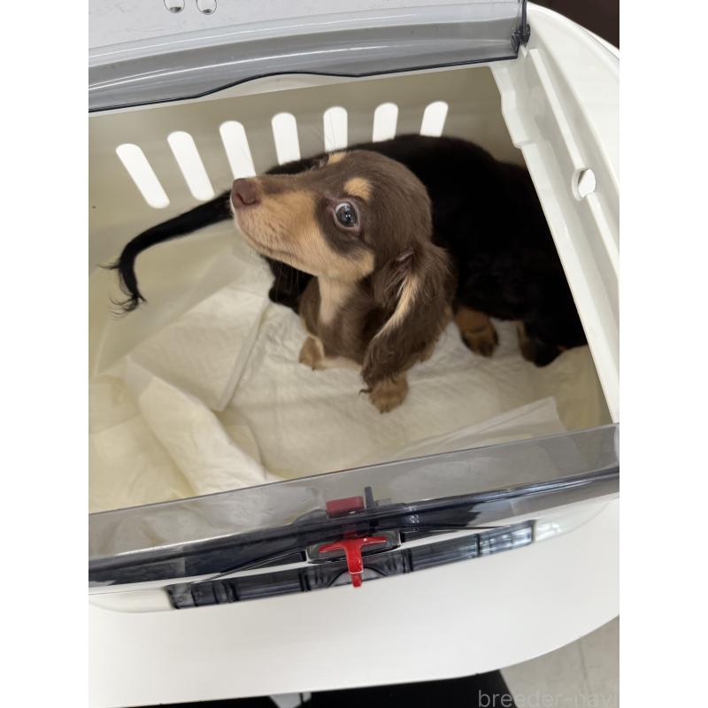 成約済の福岡県のミニチュアダックスフンド(ロングヘアード)-402274の2枚目