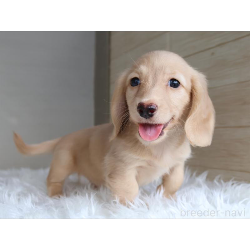 成約済の愛知県のミニチュアダックスフンド(ロングヘアード)-411643の10枚目