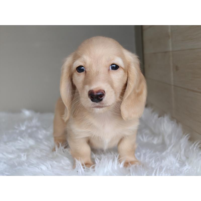 成約済の愛知県のミニチュアダックスフンド(ロングヘアード)-411643の9枚目