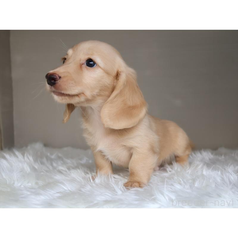 成約済の愛知県のミニチュアダックスフンド(ロングヘアード)-411643の8枚目