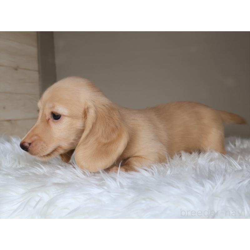 成約済の愛知県のミニチュアダックスフンド(ロングヘアード)-411643の7枚目