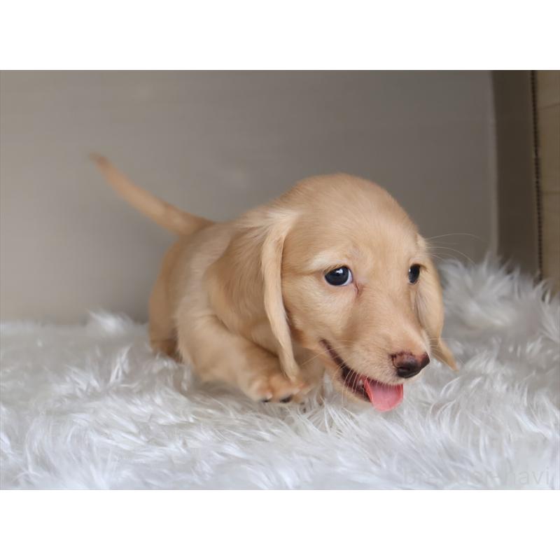 成約済の愛知県のミニチュアダックスフンド(ロングヘアード)-411643の6枚目