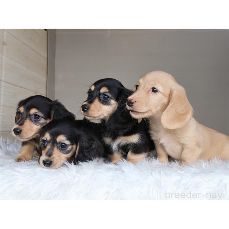 成約済の愛知県のミニチュアダックスフンド(ロングヘアード)-411643の5枚目