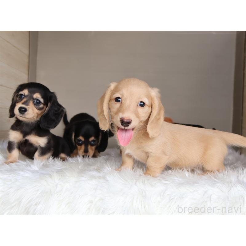 成約済の愛知県のミニチュアダックスフンド(ロングヘアード)-411643の4枚目