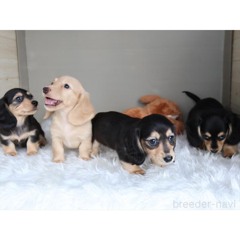 成約済の愛知県のミニチュアダックスフンド(ロングヘアード)-411643の3枚目