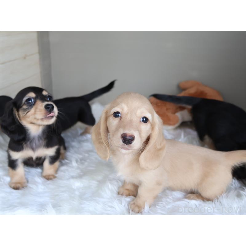 成約済の愛知県のミニチュアダックスフンド(ロングヘアード)-411643の2枚目