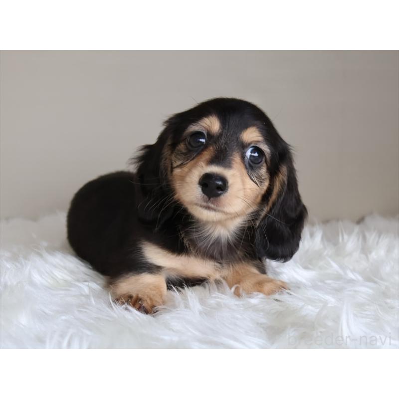 成約済の愛知県のミニチュアダックスフンド(ロングヘアード)-411641の7枚目