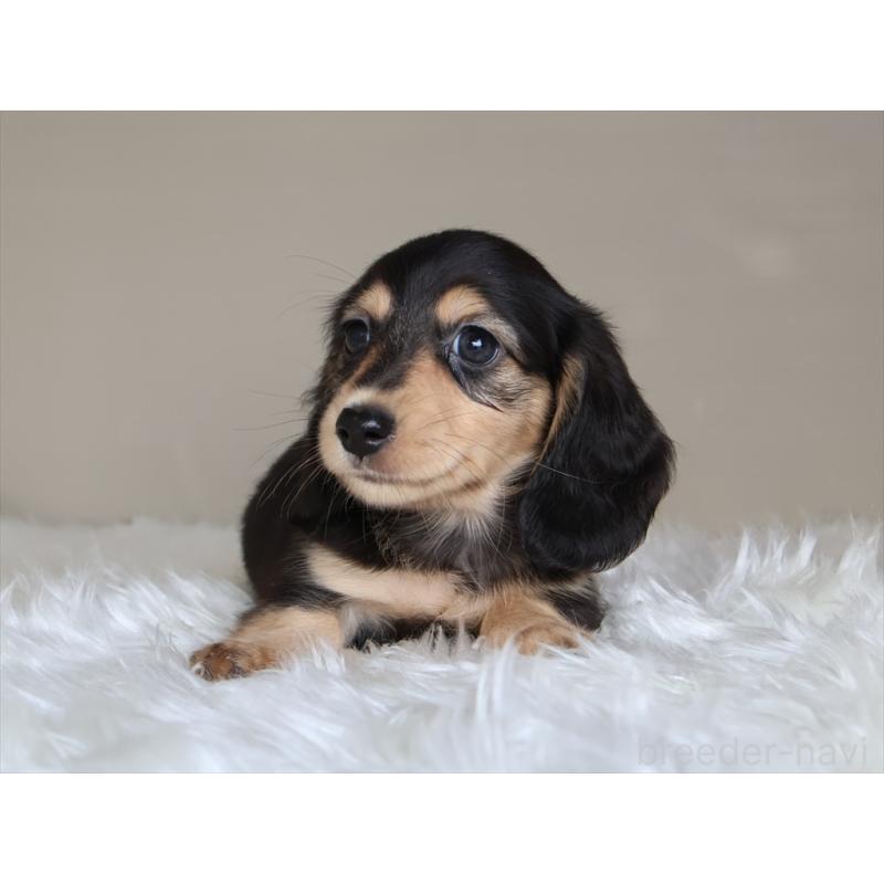 成約済の愛知県のミニチュアダックスフンド(ロングヘアード)-411641の6枚目