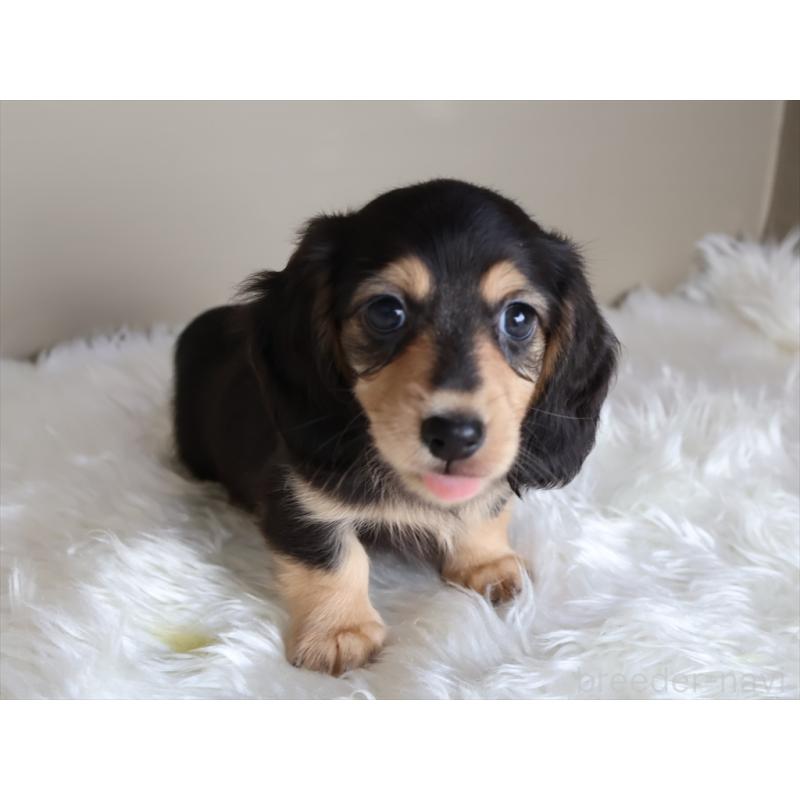 成約済の愛知県のミニチュアダックスフンド(ロングヘアード)-411641の5枚目