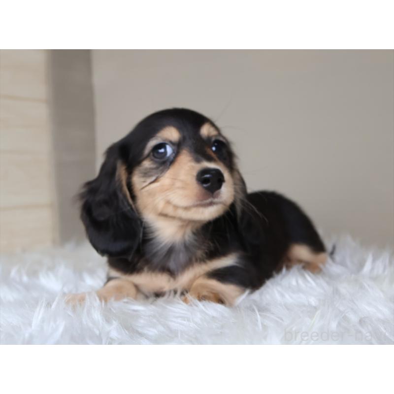 成約済の愛知県のミニチュアダックスフンド(ロングヘアード)-411641の4枚目