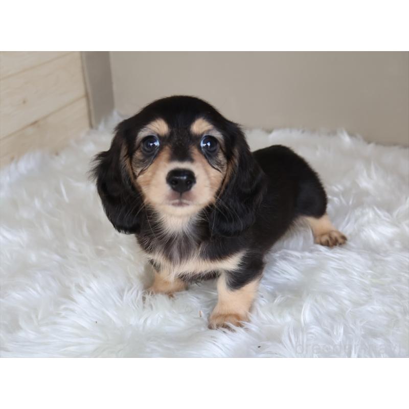 成約済の愛知県のミニチュアダックスフンド(ロングヘアード)-411641の3枚目