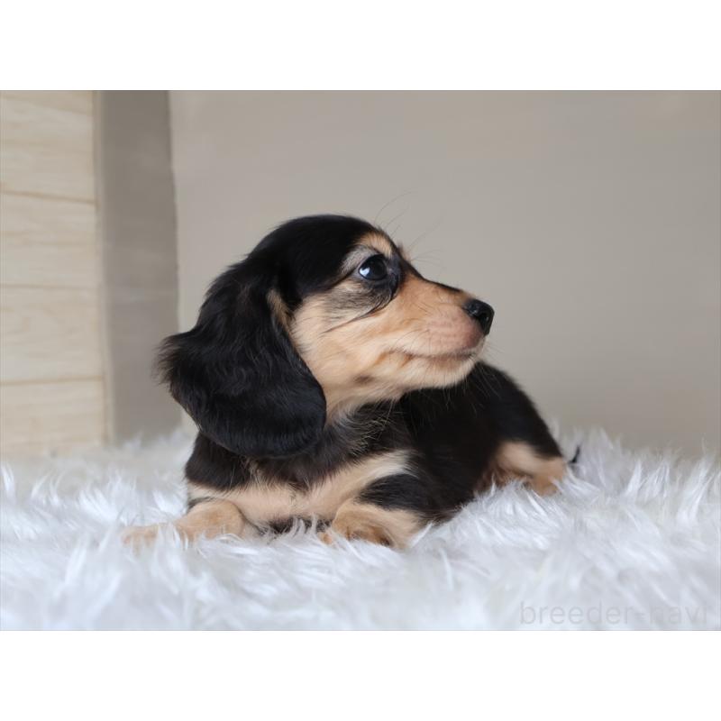 成約済の愛知県のミニチュアダックスフンド(ロングヘアード)-411641の2枚目