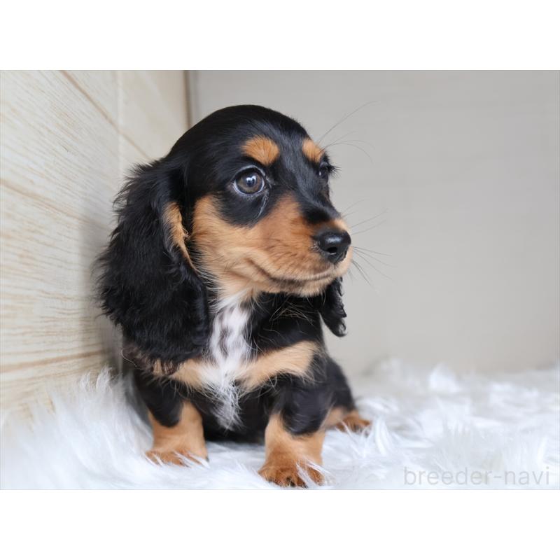 成約済の愛知県のミニチュアダックスフンド(ロングヘアード)-411640の10枚目