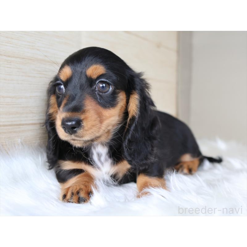 成約済の愛知県のミニチュアダックスフンド(ロングヘアード)-411640の9枚目