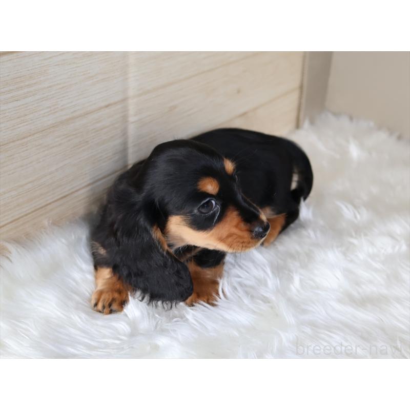 成約済の愛知県のミニチュアダックスフンド(ロングヘアード)-411640の8枚目