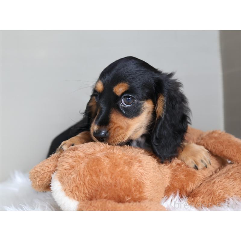 成約済の愛知県のミニチュアダックスフンド(ロングヘアード)-411640の7枚目