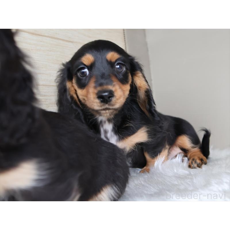 成約済の愛知県のミニチュアダックスフンド(ロングヘアード)-411640の6枚目