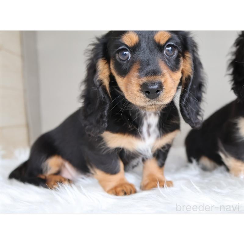 成約済の愛知県のミニチュアダックスフンド(ロングヘアード)-411640の5枚目