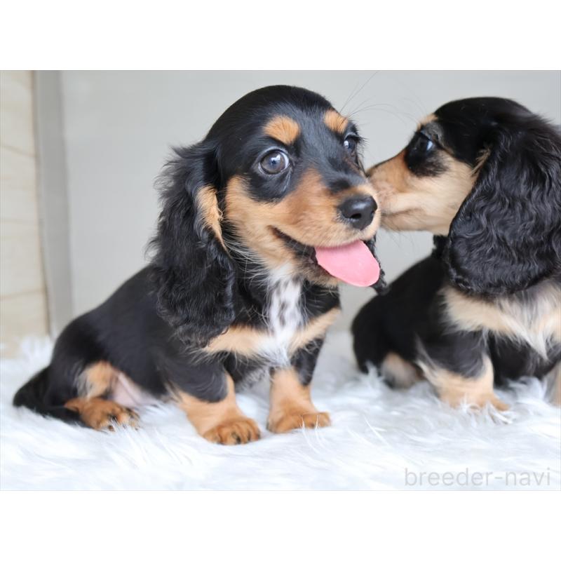 成約済の愛知県のミニチュアダックスフンド(ロングヘアード)-411640の4枚目