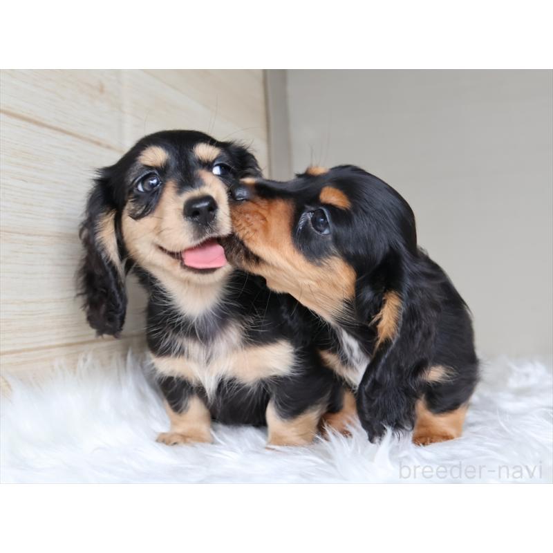 成約済の愛知県のミニチュアダックスフンド(ロングヘアード)-411640の3枚目