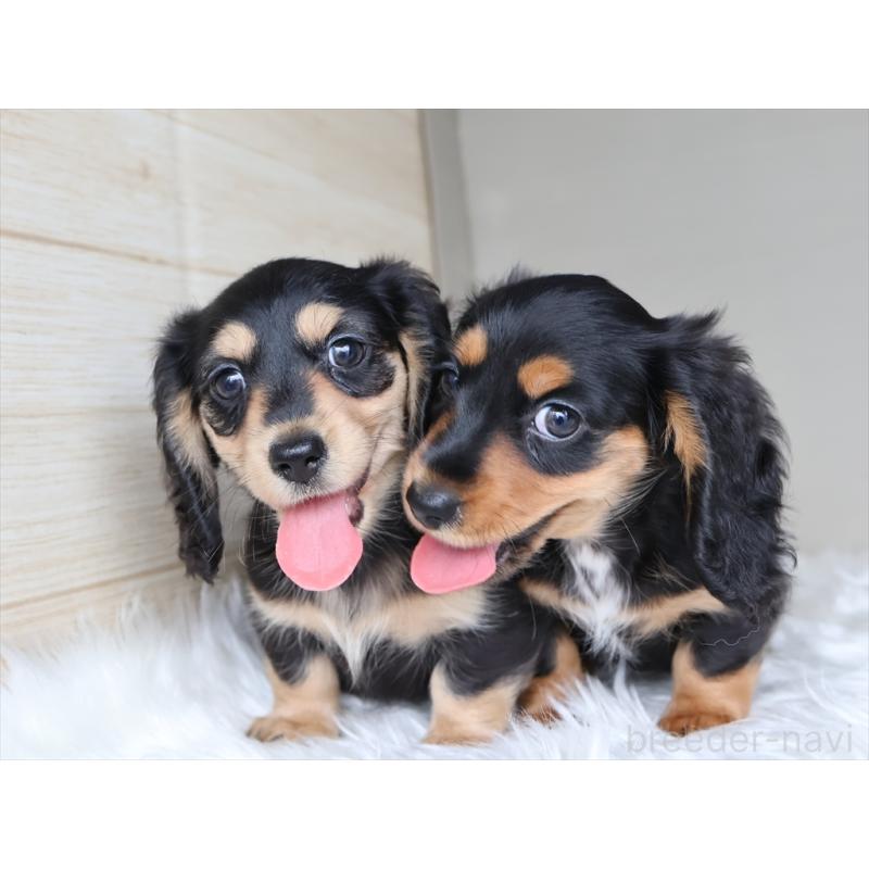 成約済の愛知県のミニチュアダックスフンド(ロングヘアード)-411640の2枚目