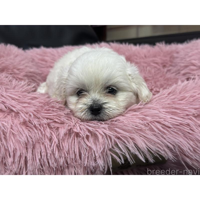 販売中の岐阜県のミックス犬-408333の11枚目