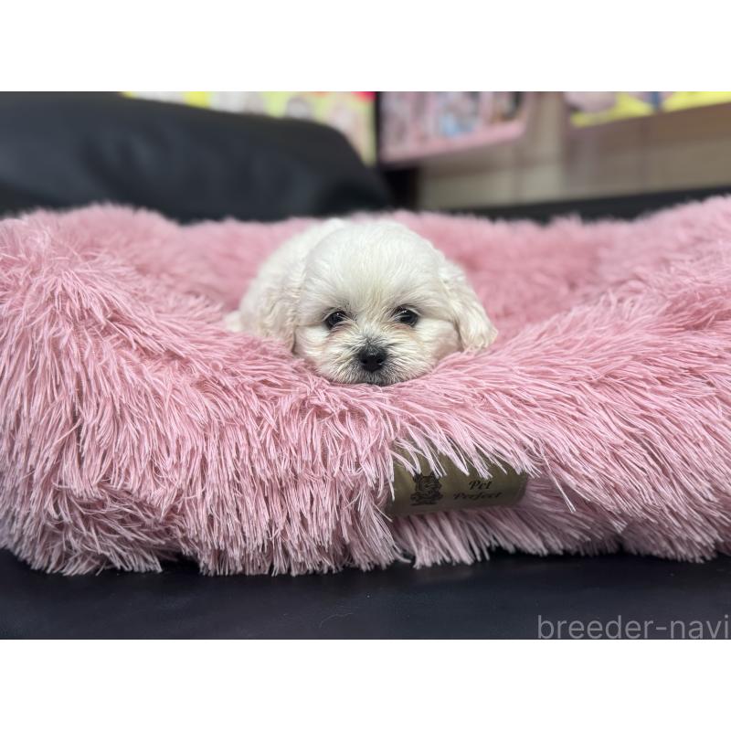 販売中の岐阜県のミックス犬-408333の10枚目