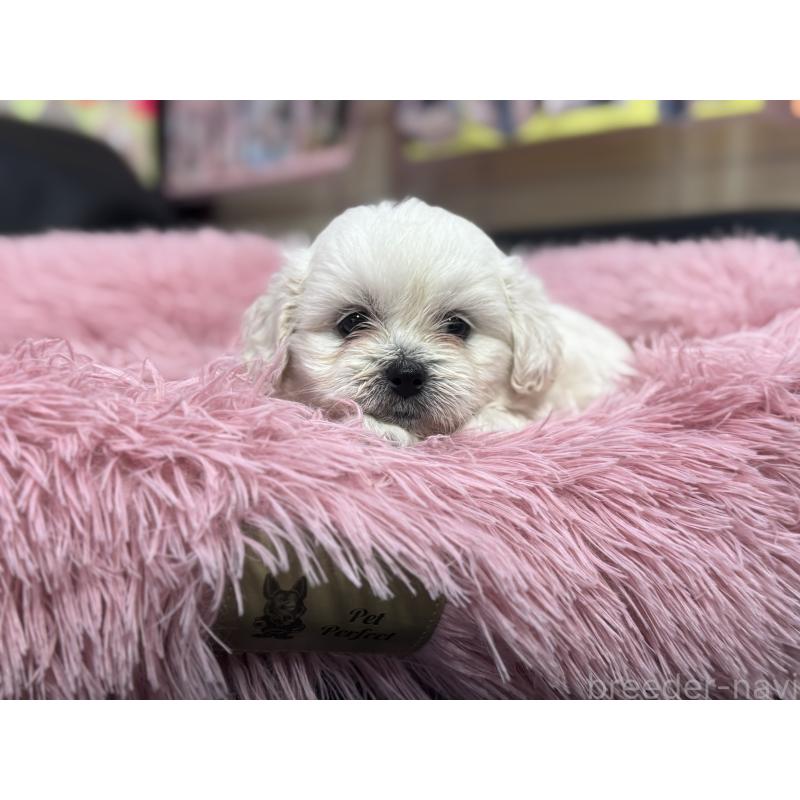 販売中の岐阜県のミックス犬-408333の9枚目