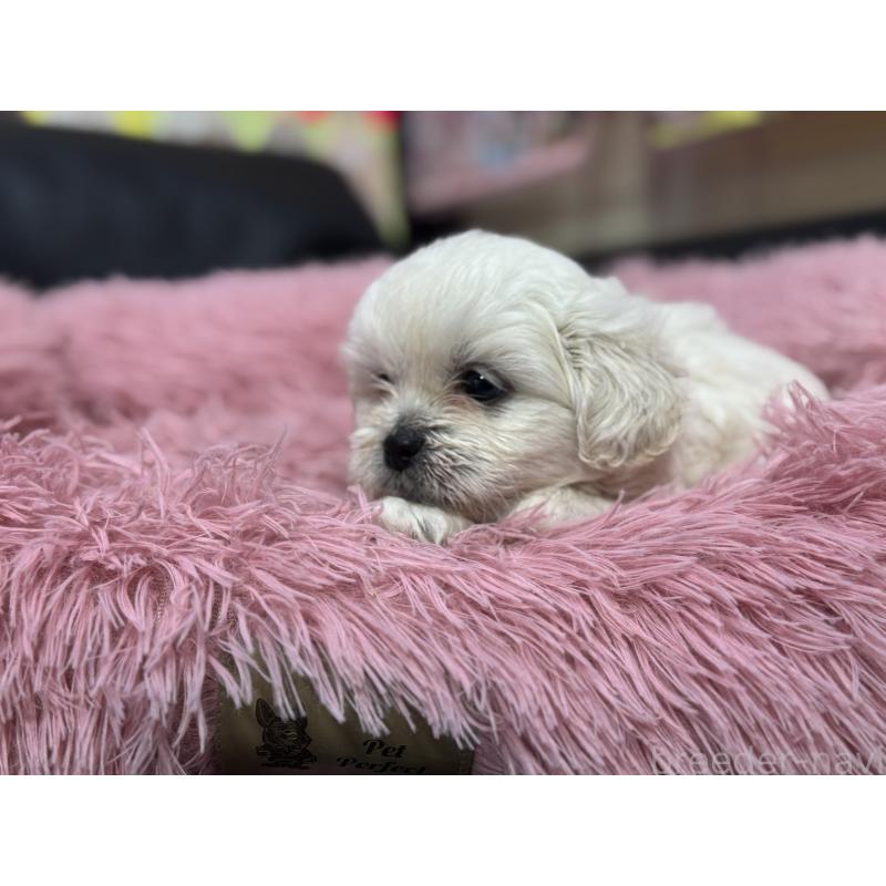 販売中の岐阜県のミックス犬-408333の8枚目