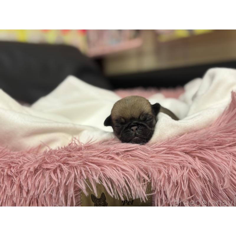 販売中の岐阜県のパグ-414507の2枚目