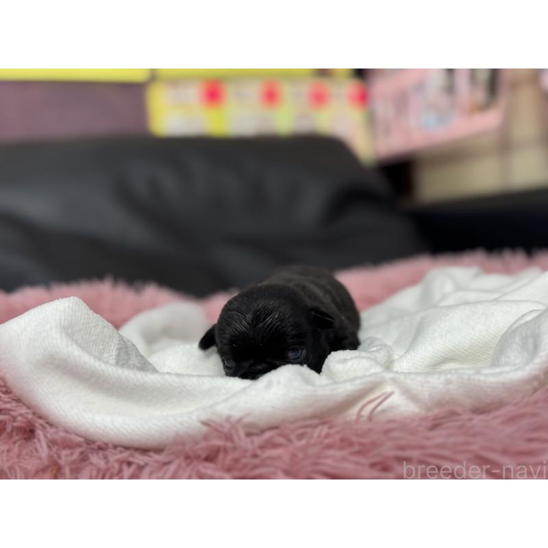 販売中の岐阜県のパグ-414508の6枚目