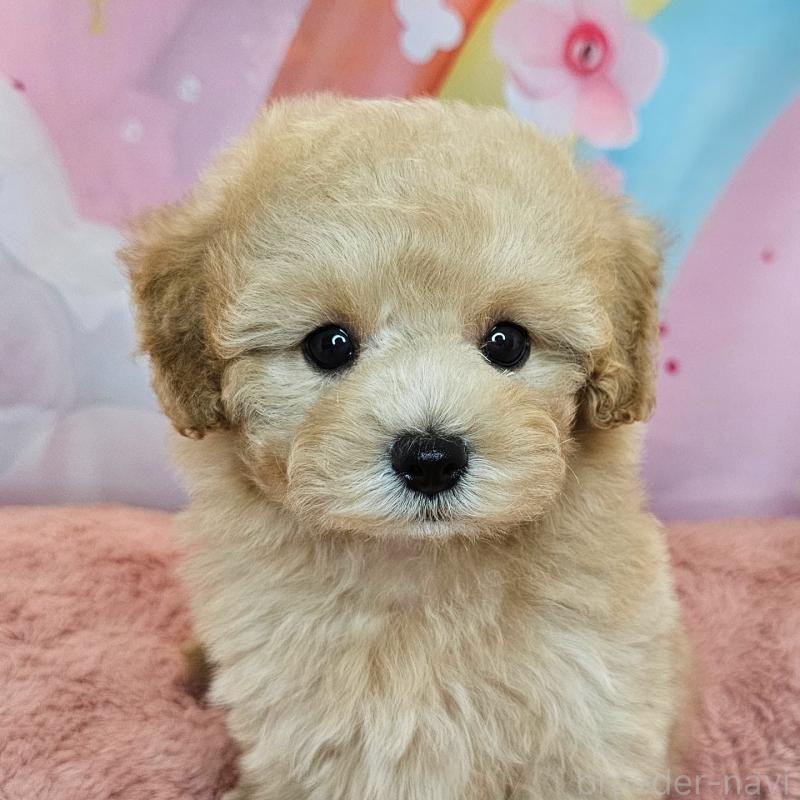 商談中の愛知県のミックス犬-403026の18枚目