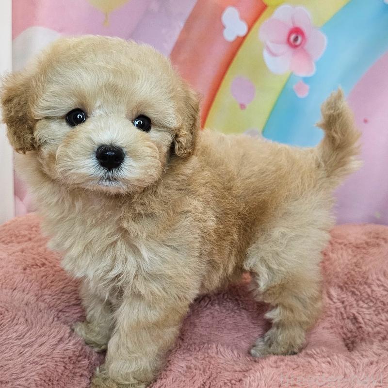 商談中の愛知県のミックス犬-403026の17枚目