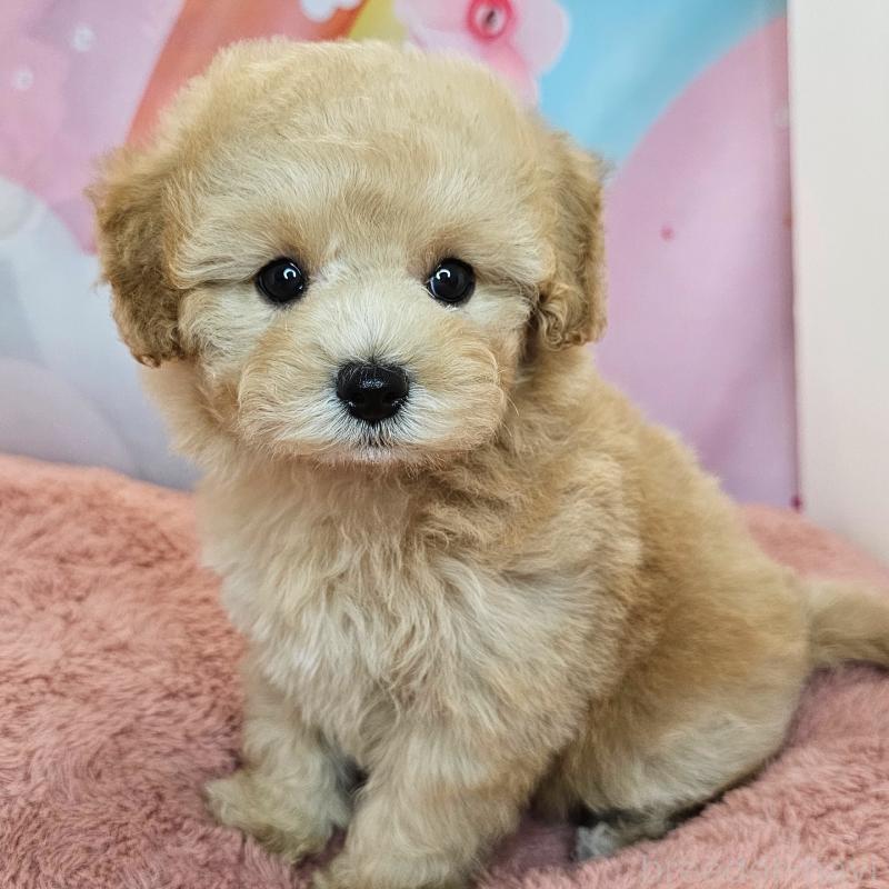 商談中の愛知県のミックス犬-403026の16枚目