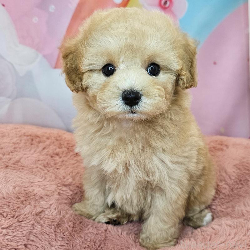 商談中の愛知県のミックス犬-403026の14枚目