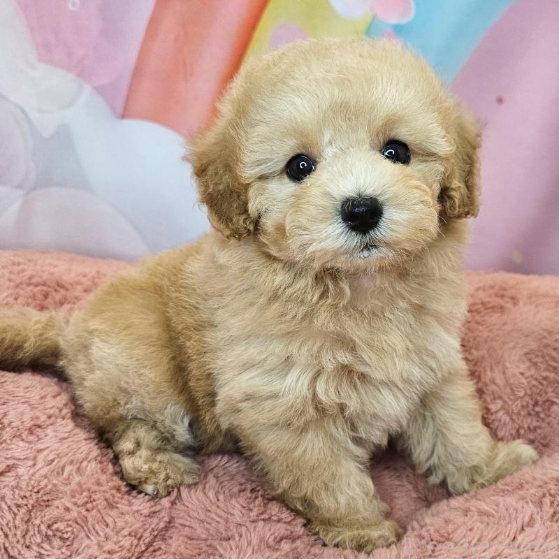 商談中の愛知県のミックス犬-403026の13枚目