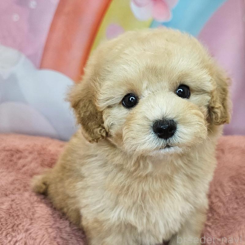 商談中の愛知県のミックス犬-403026の12枚目