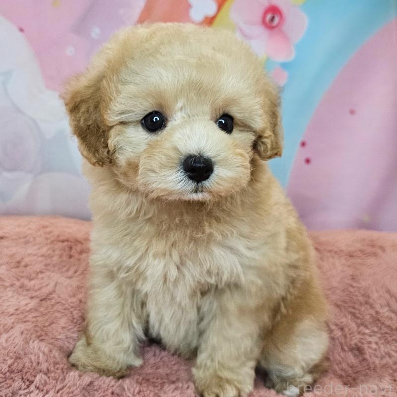 商談中の愛知県のミックス犬-403026の11枚目