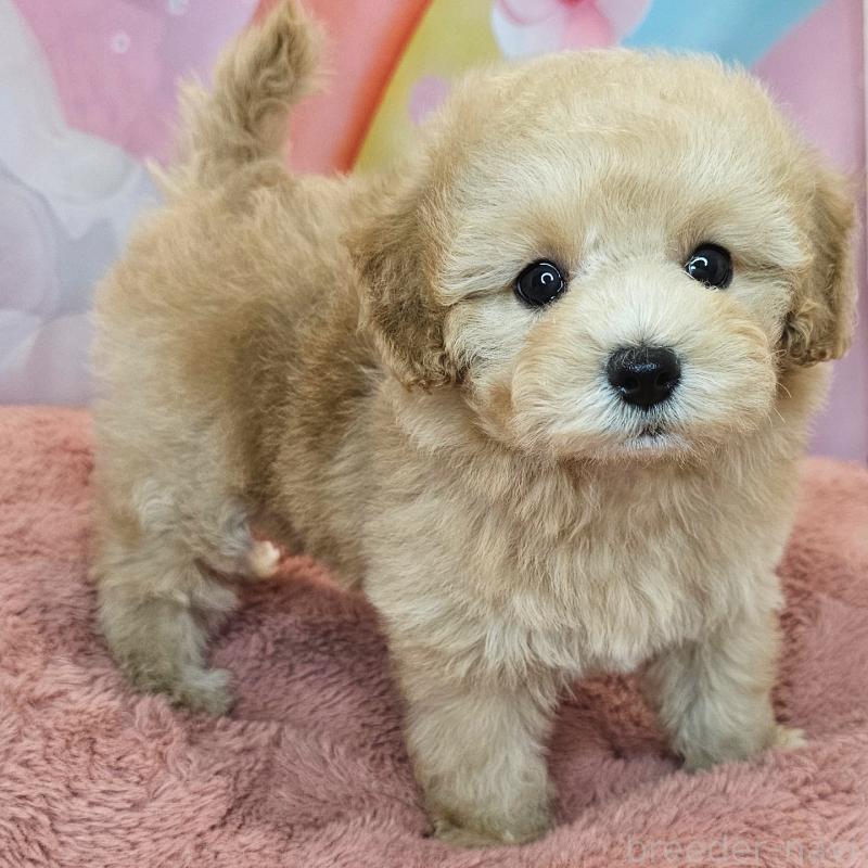 商談中の愛知県のミックス犬-403026の10枚目